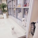 플러스 애견미용실 이미지