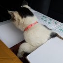 반딧불 동물병원 이미지