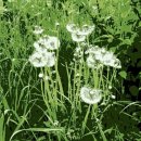 이나팜스 이미지