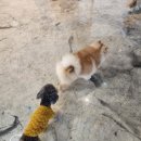 dog's 애견샵 이미지