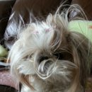 개털깎는남자 이미지