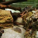 장군멍군식당 | 라테고기 대구 물핑(물고기쇼핑) 후기 (스압!!!)