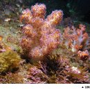 대포1세천 이미지