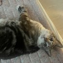 축구센터로 | 천안 소금빵 맛집 | 성정동 축구센터 크러스트 카페 방문 후기