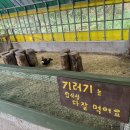 강릉아기동물농장 이미지