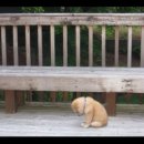 하루멍멍 이미지