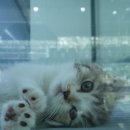 대구고양이분양 도로시펫 이미지