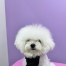 멍균관대 이미지