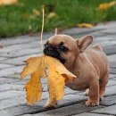 예쁜강아지 이미지