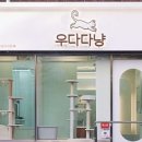 고양이미용 우다다냥 이미지