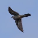 사랑이 머무는 둥지 이미지