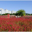 변치 않는 사랑을 만나다, 천일홍 축제 이미지