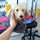 대구반려동물산업협동조합 함개하자냥 | 대구반려동물산업 협동조합 &#34;함개하자냥&#34;을 방문하고 왔습니다