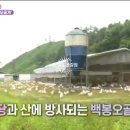 백봉춘천농장 이미지