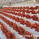 예산황토사과 이미지