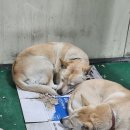 푸른정의원