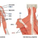 오른쪽 왼쪽 뒤통수 통증 원인 두통 없애는법 이미지