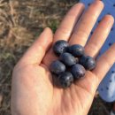 기복농장 이미지