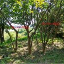 봉산면사무소 이미지