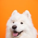 강아지 미장원 이미지