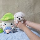 장흥켄넬 | 장흥강아지분양 후기