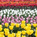 2025 섬 튤립축제 이미지