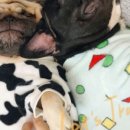 아메리칸 불리 하우스 이미지