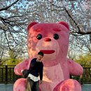 논개골 낭만 벚꽃축제 | 2026 서울 여의도 벚꽃축제 윤중로 영등포 봄꽃축제 후기