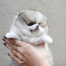 펫블리강아지&미라클고양이 이미지