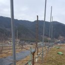 지리산황금나무 이미지