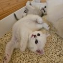강남 고양이 분양 냥블리 이미지