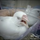 Honey Bunny 이미지