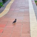 과일자판기 | 싱가포르 송파바쿠테 본점 오픈런 후기 + IJOOZ 생과일 오렌지주스 자판기