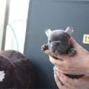 이즈펫 강아지분양 고양이분양 본점 | 안양강아지분양 믿고 찾는 곳, 이즈펫 강아지 고양이 본점