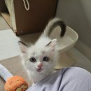 (유)동마실업고속관광 | 2월달에 우리집에 고양이가 왔사욥