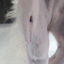 덕정 동물의료센터 이미지