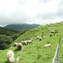 유일1목장 이미지