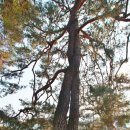 순흥의 연리지송 이미지