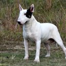 바우와우 이미지