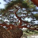 서창 소나무 이미지