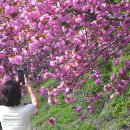 문수사 주차장 | 서산 문수사 겹벚꽃 절정 서산겹벚꽃