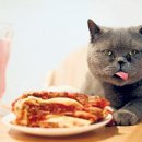 [신기한 이야기]진짜 가필드네?…파스타만 먹는 고양이 이미지