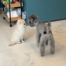 개in샵(개in#) 이미지