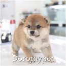 하나이누 | 담양시바이누분양 오래오래 같이 지내는 게 목표