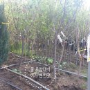 영원조경