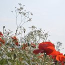 울산 태화강변 관상용 양귀비꽃..... 이미지