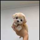 강아지는 내 운명 이미지