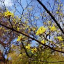 주읍리산수유꽃마을 이미지