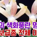 매혹의 색화풍란 착한보급종 전체 명품색화 도장원 부용 금정 홍화전 홍현 외 난자재 영양제 살충제 명품도감 이미지