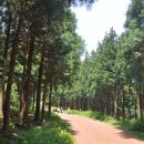 치유, 명상의 숲 이미지